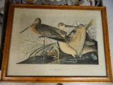 Audubon Bien Ed. Shorebird Chromolithograph