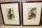 Four Audubon Prints