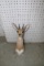 Trophy Mount