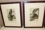 Four Audubon Prints