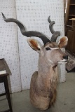 Mount