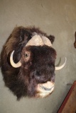 Trophy Mount