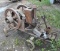 Associated Stationary Engine