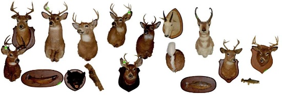 GROUP OF 17 TAXIDERMY ANIMAL MOUNTS.