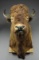 VINTAGE AMERICAN BISON (BUFFALO) MOUNTED HEAD.