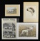 LARGE ASSORTMENT OF HUNTING DOG PRINTS.