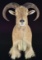 EXOTIC TEXAS AOUDAD LARGE SHOULDER MOUNT DONE BY