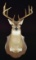 10 POINT TEXAS WHITETAIL DEER SHOULDER MOUNT BY