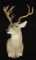 13 POINT TEXAS WHITETAIL DEER MOUNT BY FAMOUS