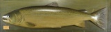 MAGNIFICENT CARVED WOODEN ATLANTIC SALMON MODEL