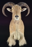 EXOTIC TEXAS AOUDAD LARGE SHOULDER MOUNT DONE BY