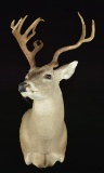 13 POINT TEXAS WHITETAIL DEER MOUNT BY FAMOUS