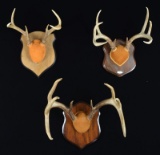 4 MISC. ANTLER MOUNTS BY FAMOUS TEXAS TAXIDERMIST