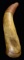 EARLY POWDER HORN WITH MODERN ENGRAVING.