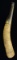 EXCEPTIONALLY LARGE AND PROLIFICALLY ENGRAVED
