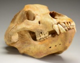 MASSIVE PREHISTORIC URSUS SPELEAUS CAVE BEAR