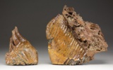 TWO WOOLLY MAMMOTH FOSSILIZED TEETH.