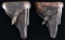 LOT OF 2 DESIRABLE P.08 LUGER HOLSTERS.