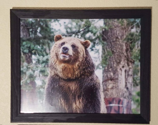 Bear Framed Photograph