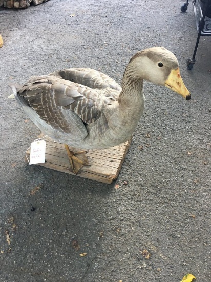 Taxidermy Goose On Wood Stand