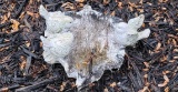 Small Concrete Bird Bath