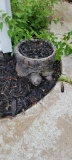 Concrete Tortoise Planter