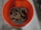 Bucket of Vintage Rusty Horseshoes