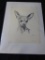 Vintage 1974 Nathan Solomson Chihuahua Sketch