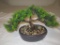 Artificial Bonsai Tree  in planter with rocks