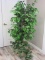 66 inch Artificial Ficus Tree