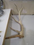 Huge Elk Antlers