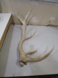 Huge Elk Antlers