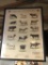Framed Poster of common breeds of cows