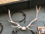 Antler rack 5 point