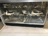 Three shelves of variouse bones fossils