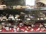 Bottom shelf  of rocks, bones and fossils