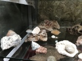 Middle shelf of rocks, bones and fossils