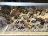 Shelf Lot of rocks and minerals