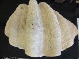 Giant Seashell Clam Tridacna Gigas 23