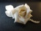 Rare signed Lladro White Porcelain Rose