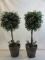 Lot of 2 Plastic Topiary Home Decor