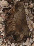 Large Decorative Piece of Petrified Wood