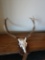 Mounted skull and antlers wall hanging