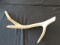 Antlers spanning approx. 24 in