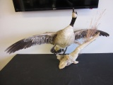 Canadian Goose Taxidermy Flying off a Branch