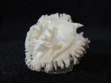 Animals Carved Into a Tusk Piece