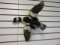Small Taxidermy Duck