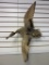 Large Taxidermy Duck