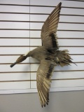 Large Taxidermy Duck
