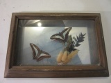 Framed Butterflies With Plants